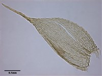 Acanthorrhynchium papillatum (Harv.) Fleisch. Collection Image, Figure 6, Total 10 Figures